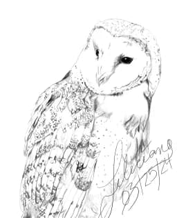 Nightwatcher Sketch