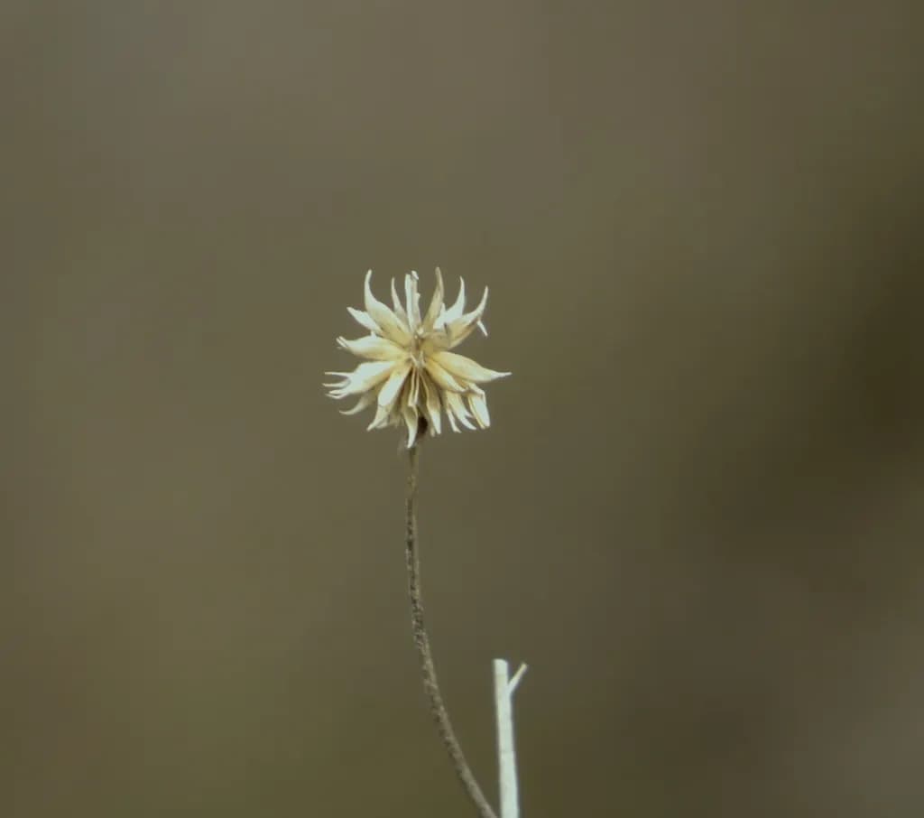 Faded Bloom