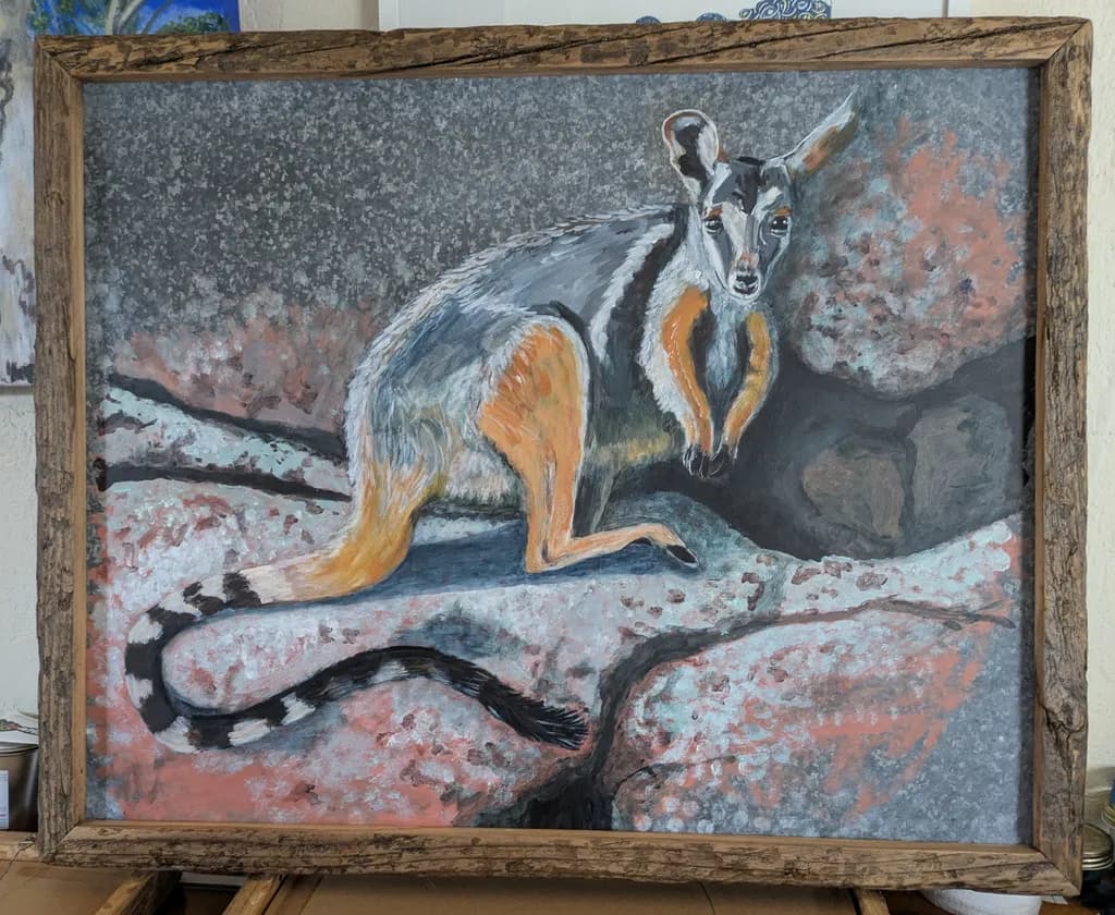 Rock Wallaby Resting