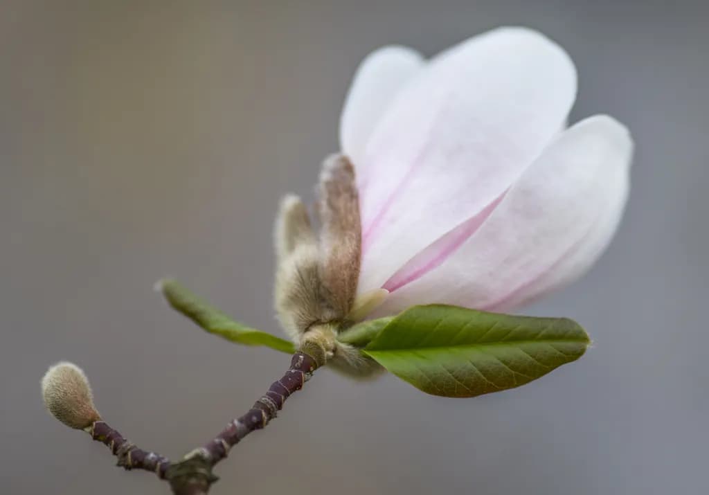 Magnolia Bloom