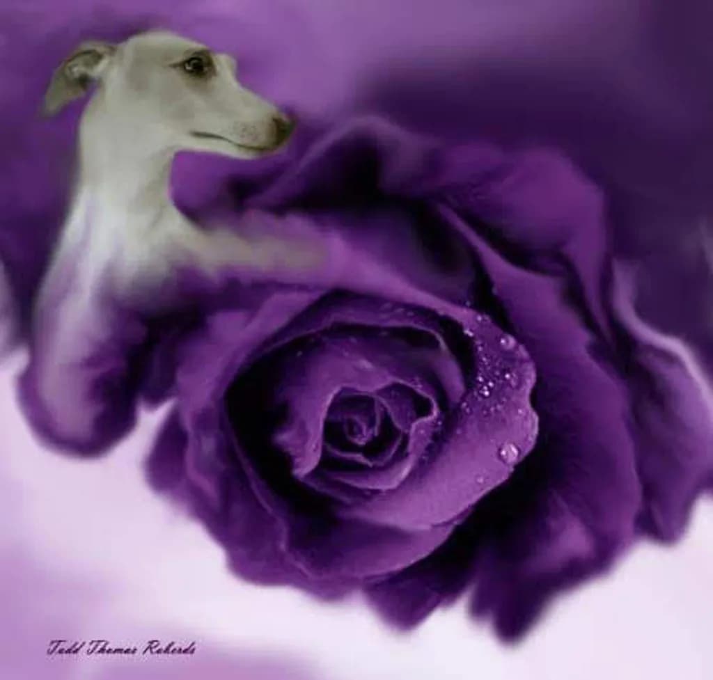 Rosehound Harmony