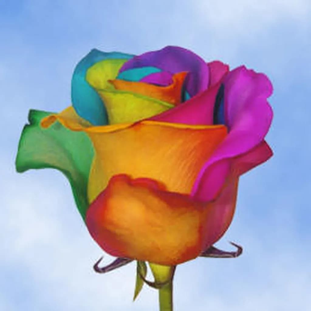 Rainbow Rose