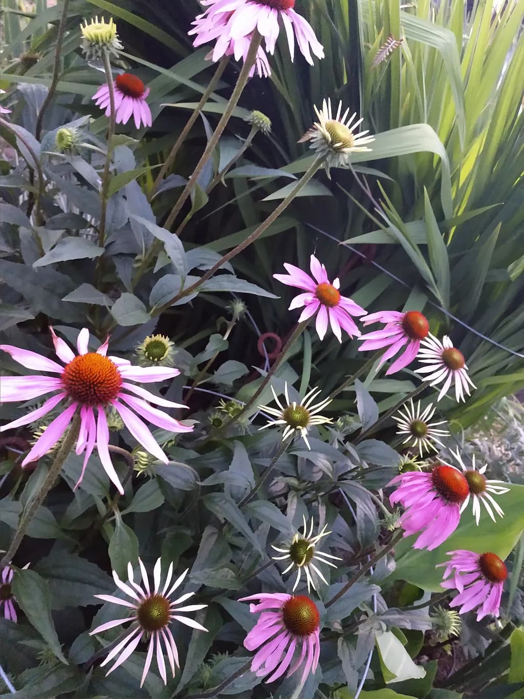 Purple Coneflower Cluster in Acrylic and imk