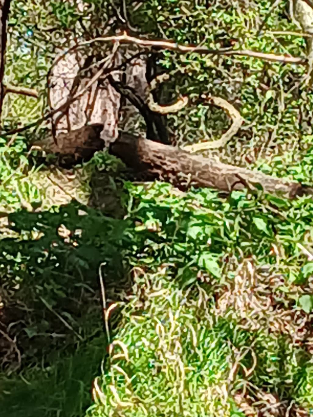 Forest Roots