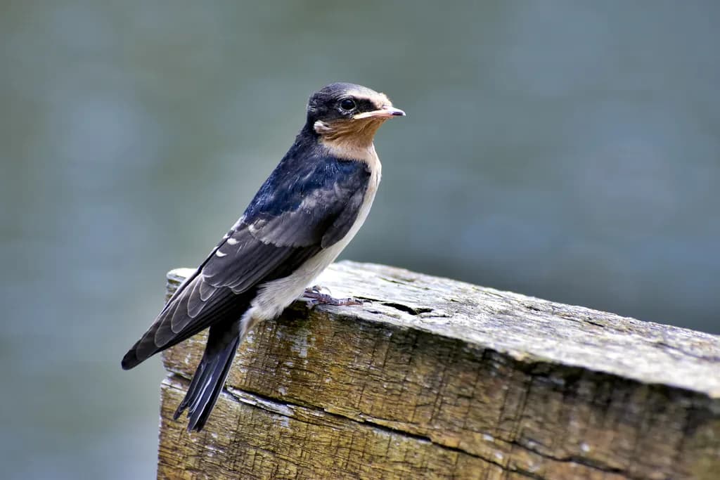 Perched Swallow