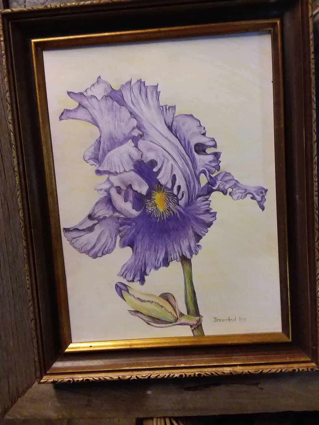 Bearded Iris