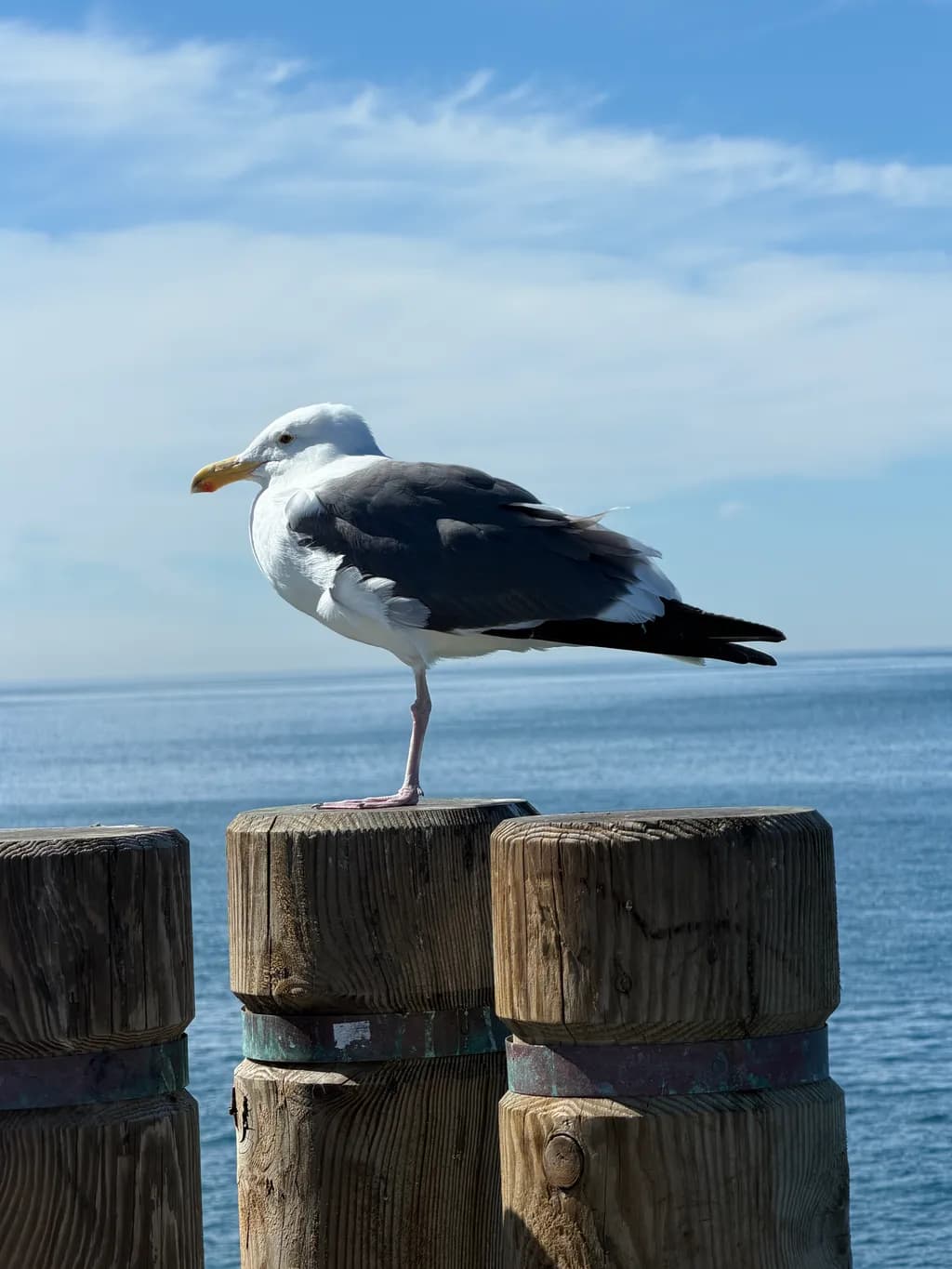 Seaside Sentinel