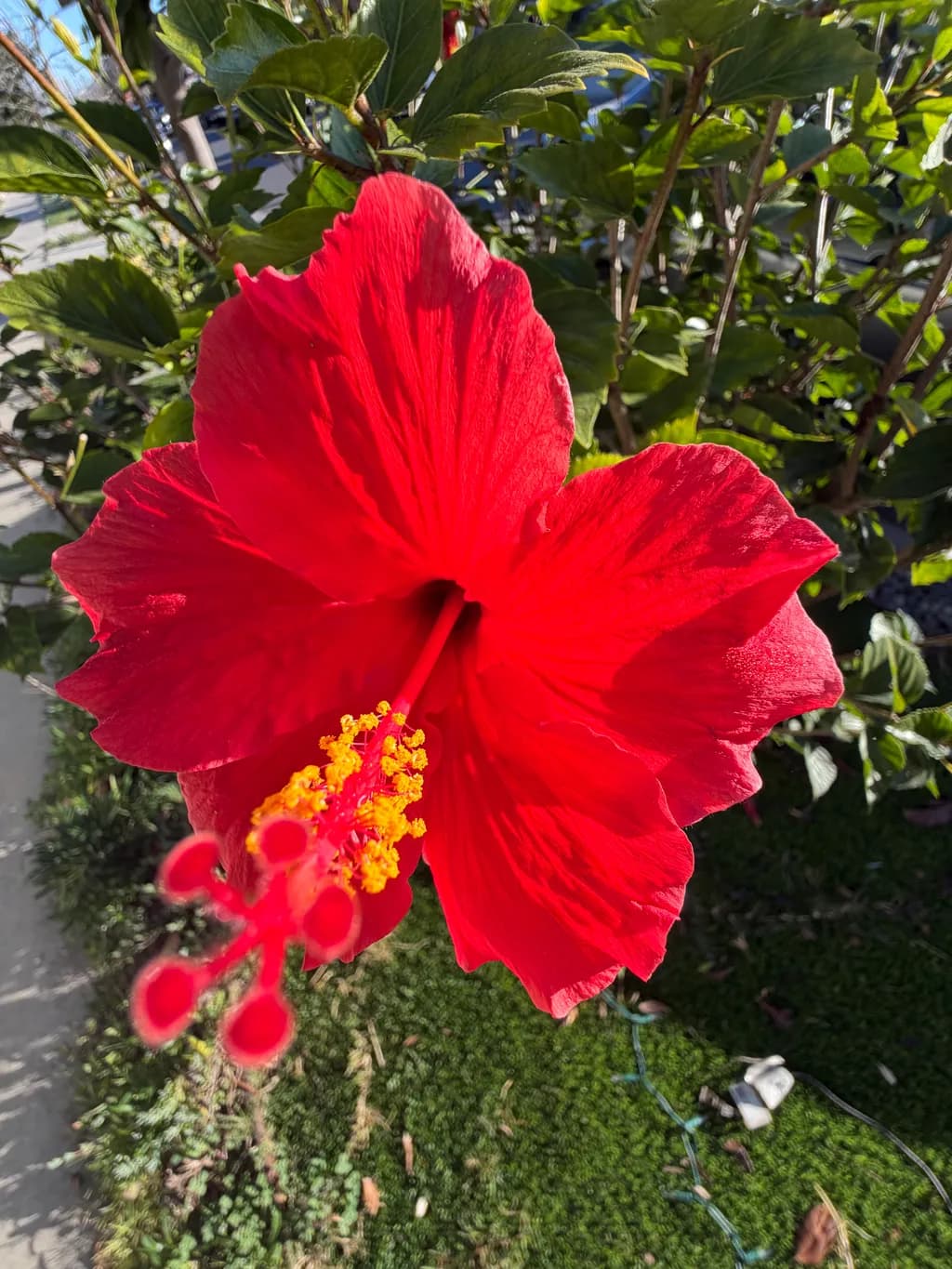 Scarlet Hibiscus
