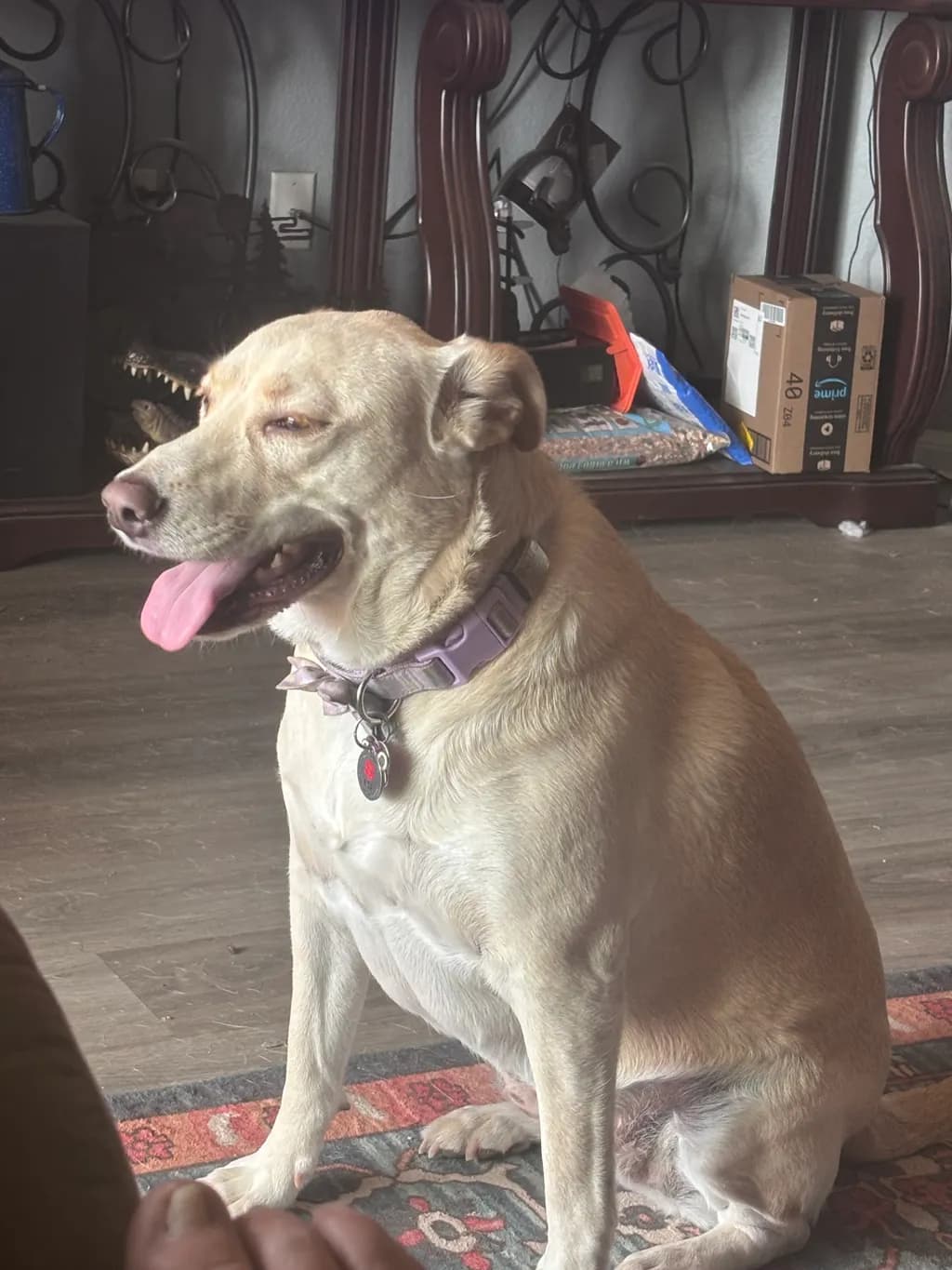 Content Canine