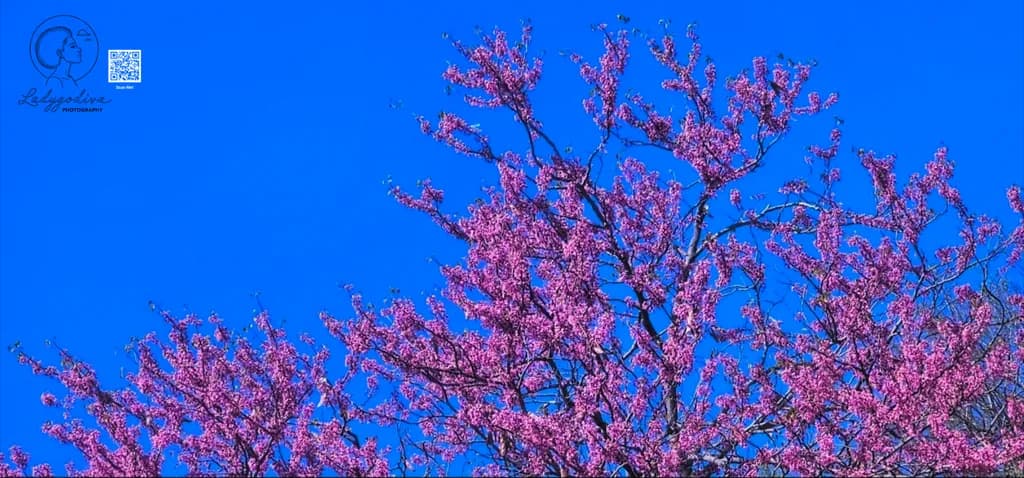 Blooming Contrast