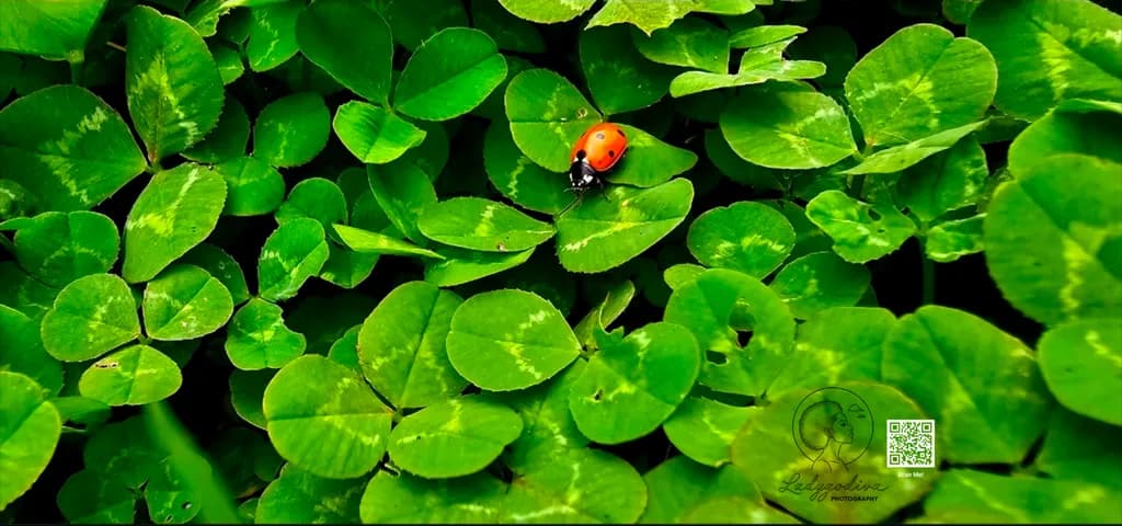 Clover Encounter