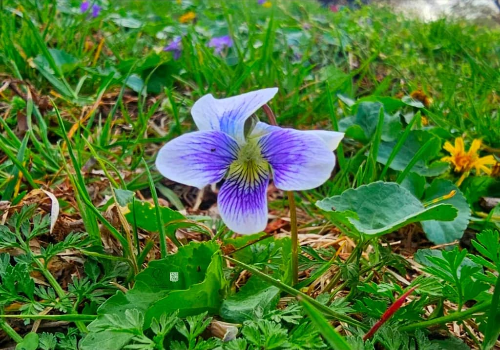 Purple Bloom