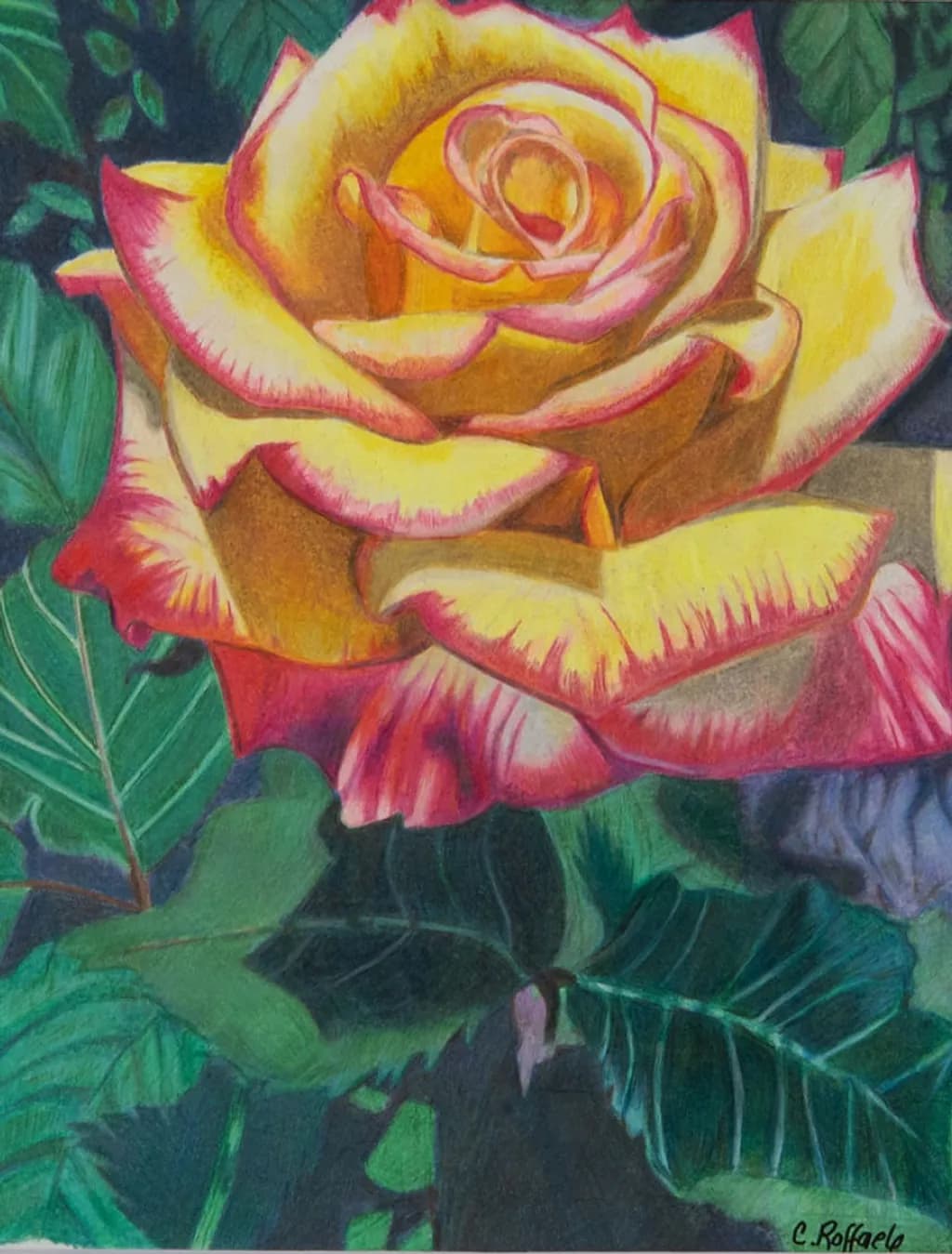 Golden Edge Rose