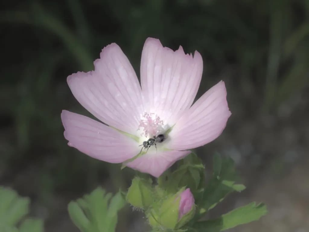 SMALL BEE ON DELICATE MALLOW