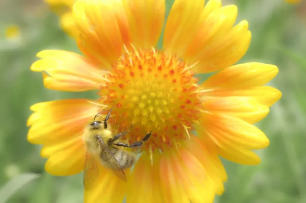BUMBLE BEE ON BLANKET FLOWER