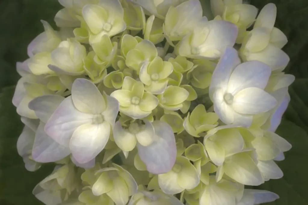 FLOURISH IN LIGHT