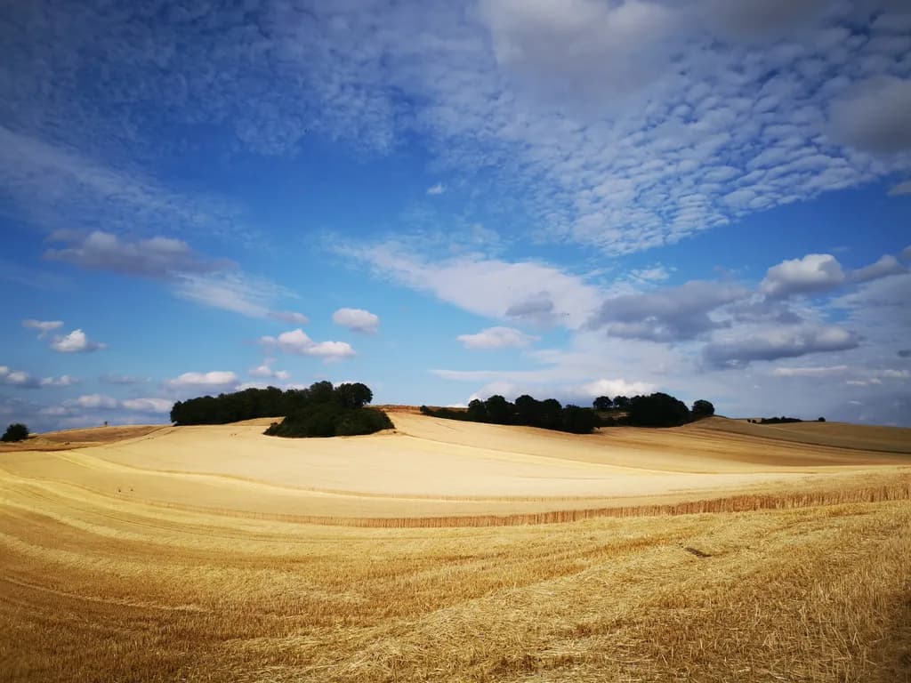 Golden Horizon