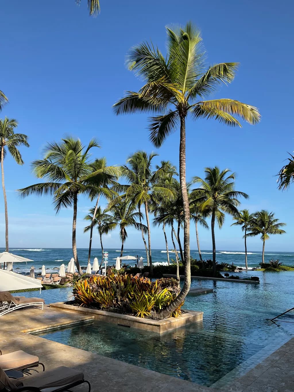 Tropical Oasis