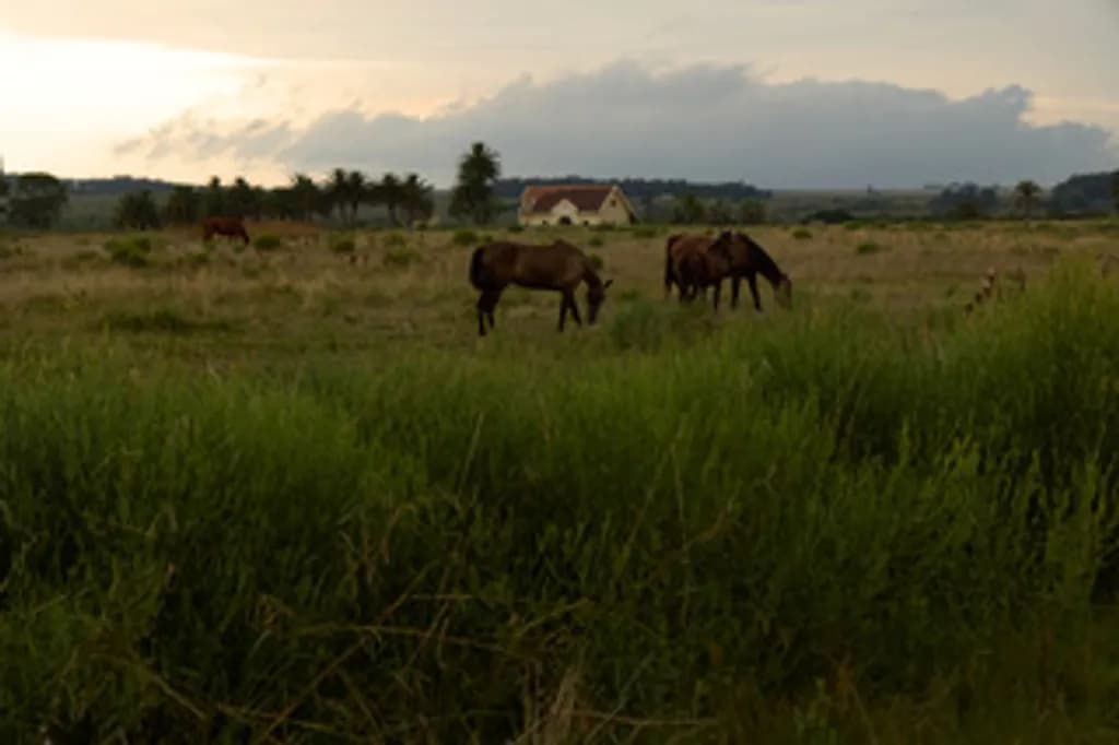 Horses in the Meadow