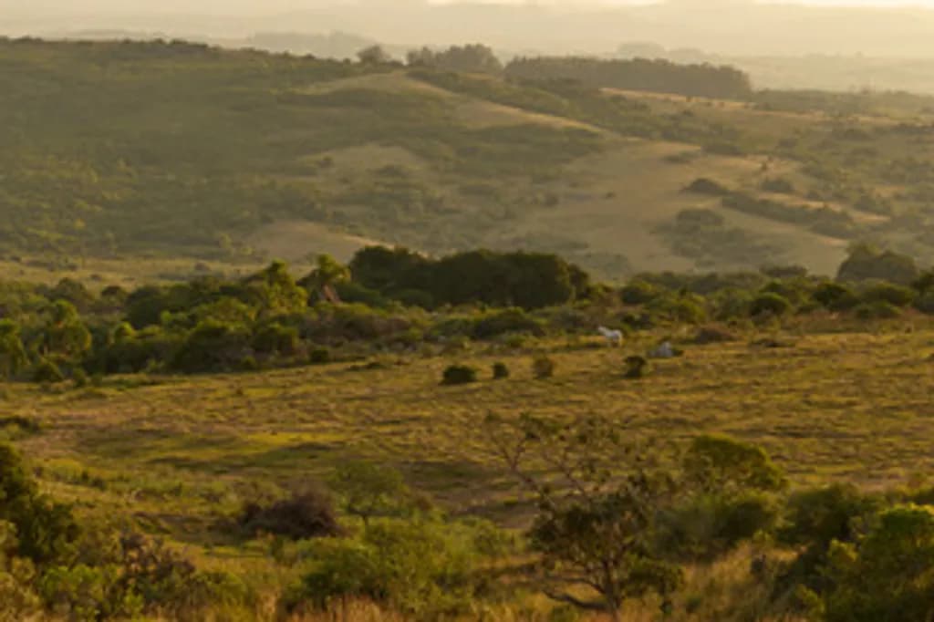 Golden Rolling Hills