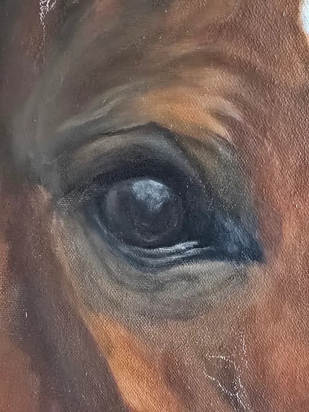 Horse Gaze