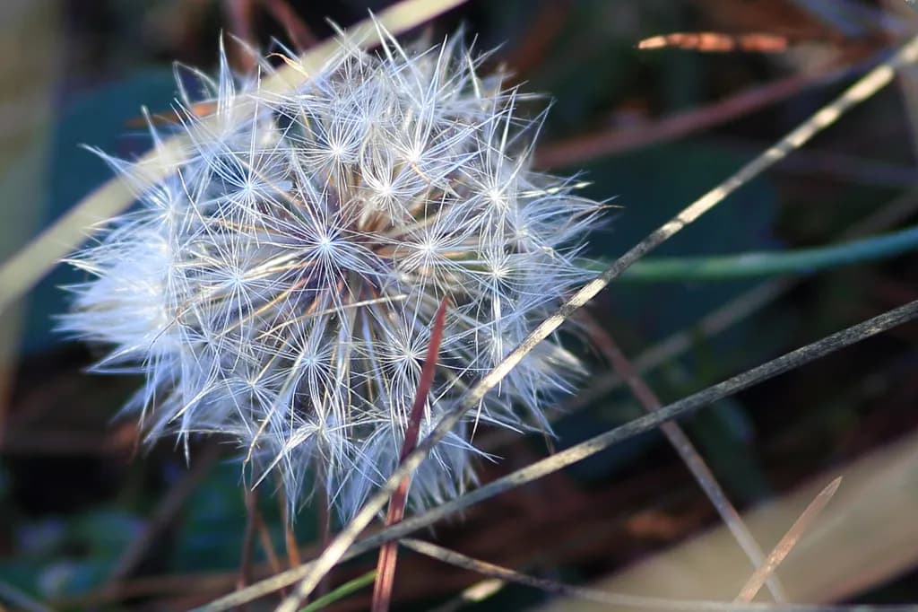 Dandelion Cluster