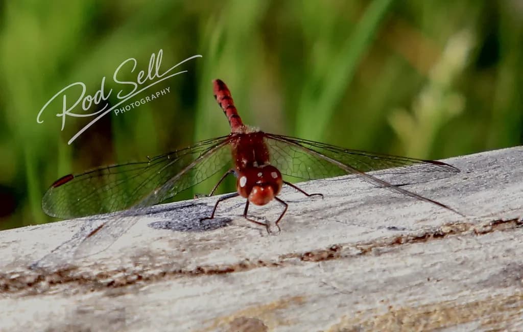 Red Dragonfly Focus