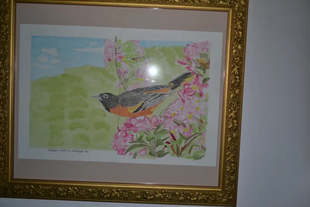 Baltimore Oriole 