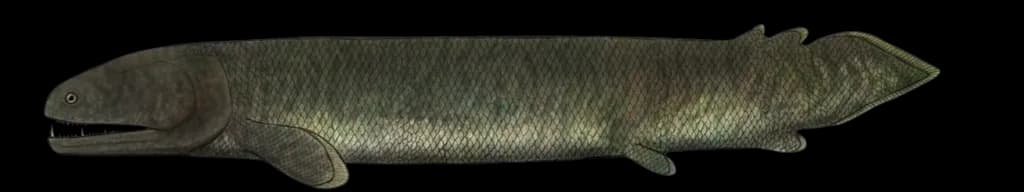 Ancient Coelacanth