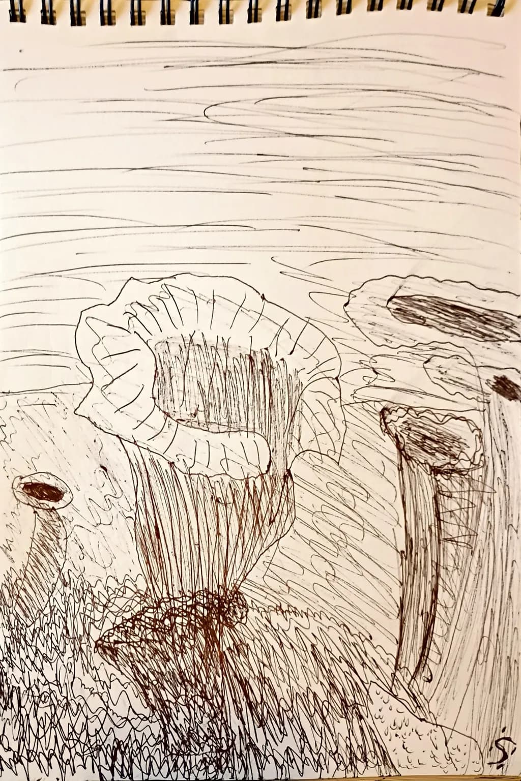 Forest Fungi Sketch