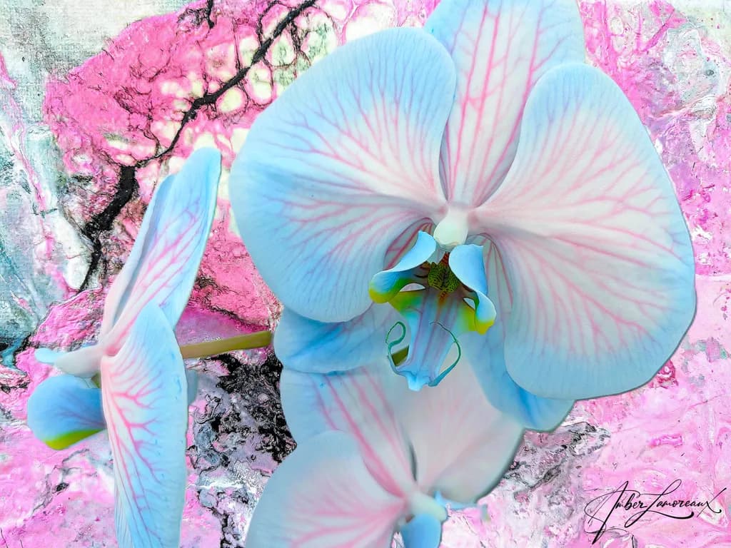 Candy Orchid Fantasy