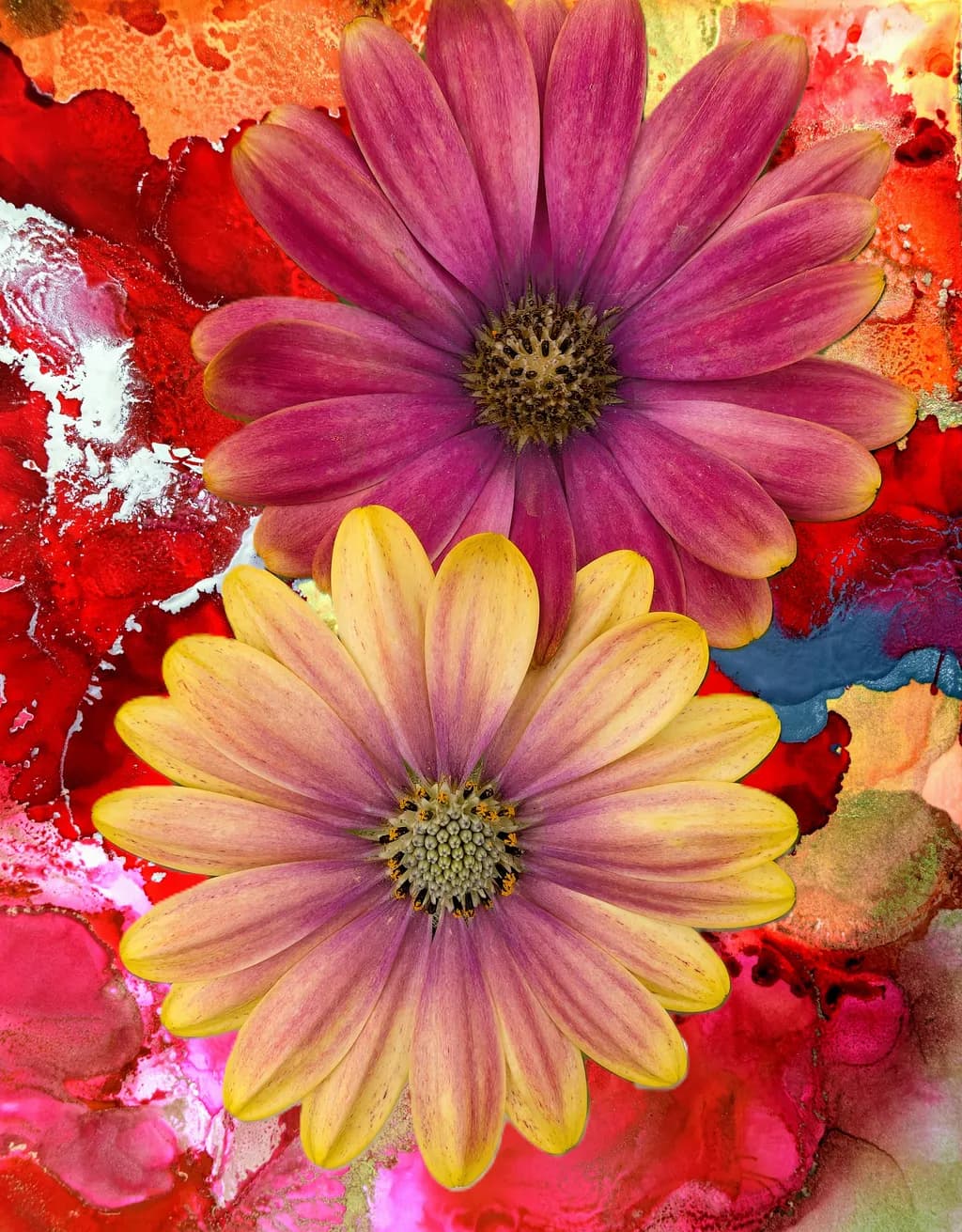 Colorful Daisy Fantasy
