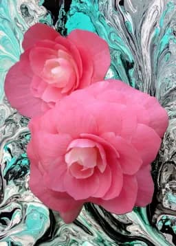 Camellia Fantasy