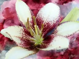 Red Lily Fantasy