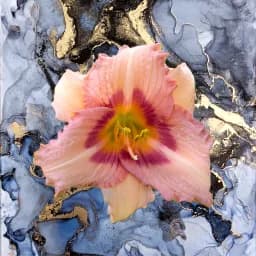Peach Daylily Fantasy II