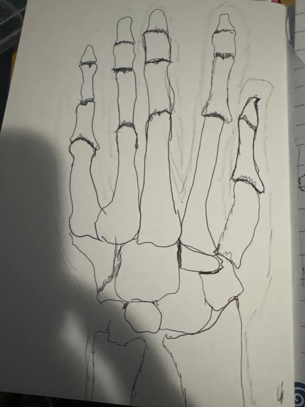 Hand Bones Diagram
