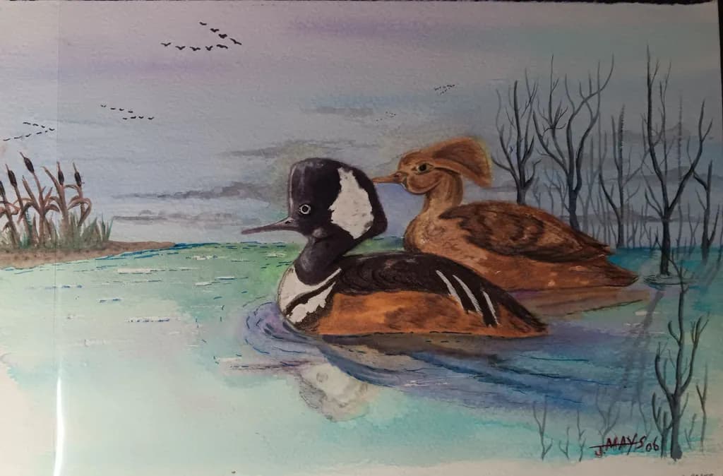 Pair of Mergansers