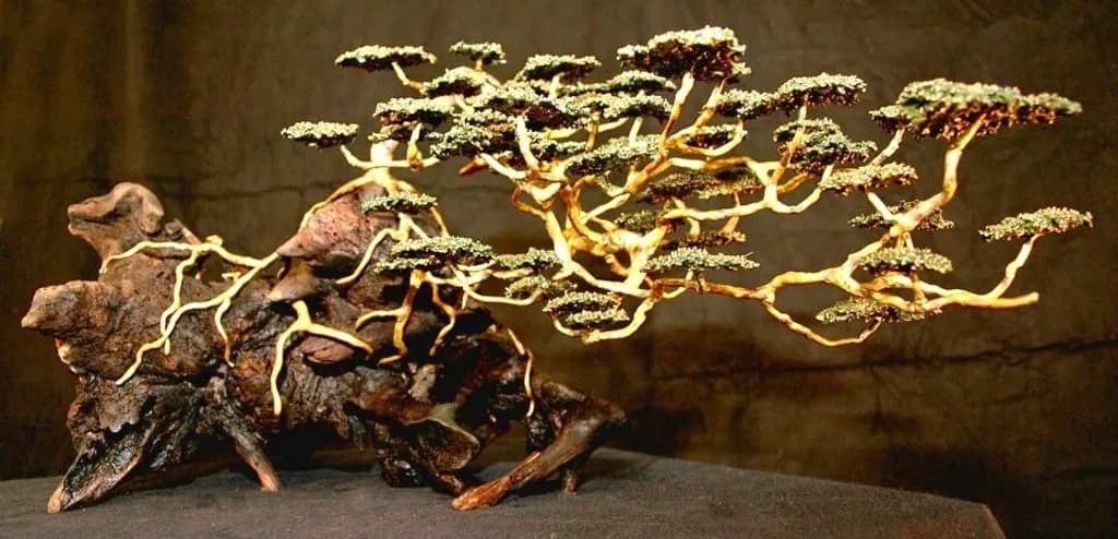 Golden Drift Bonsai