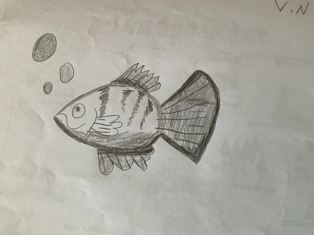 Striped Bubblefish