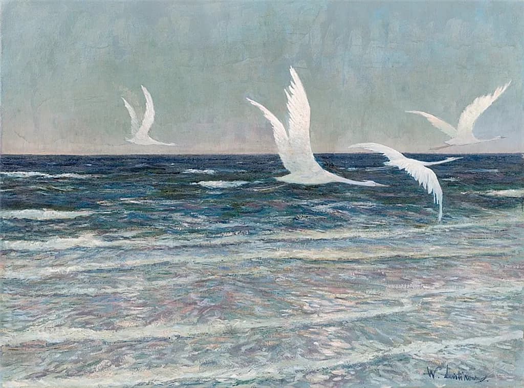 Gulls Over Tide