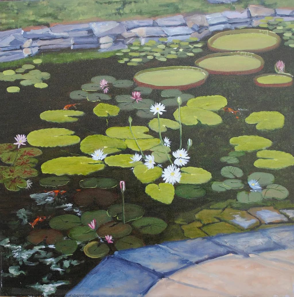 Australian Queen Lily Pond