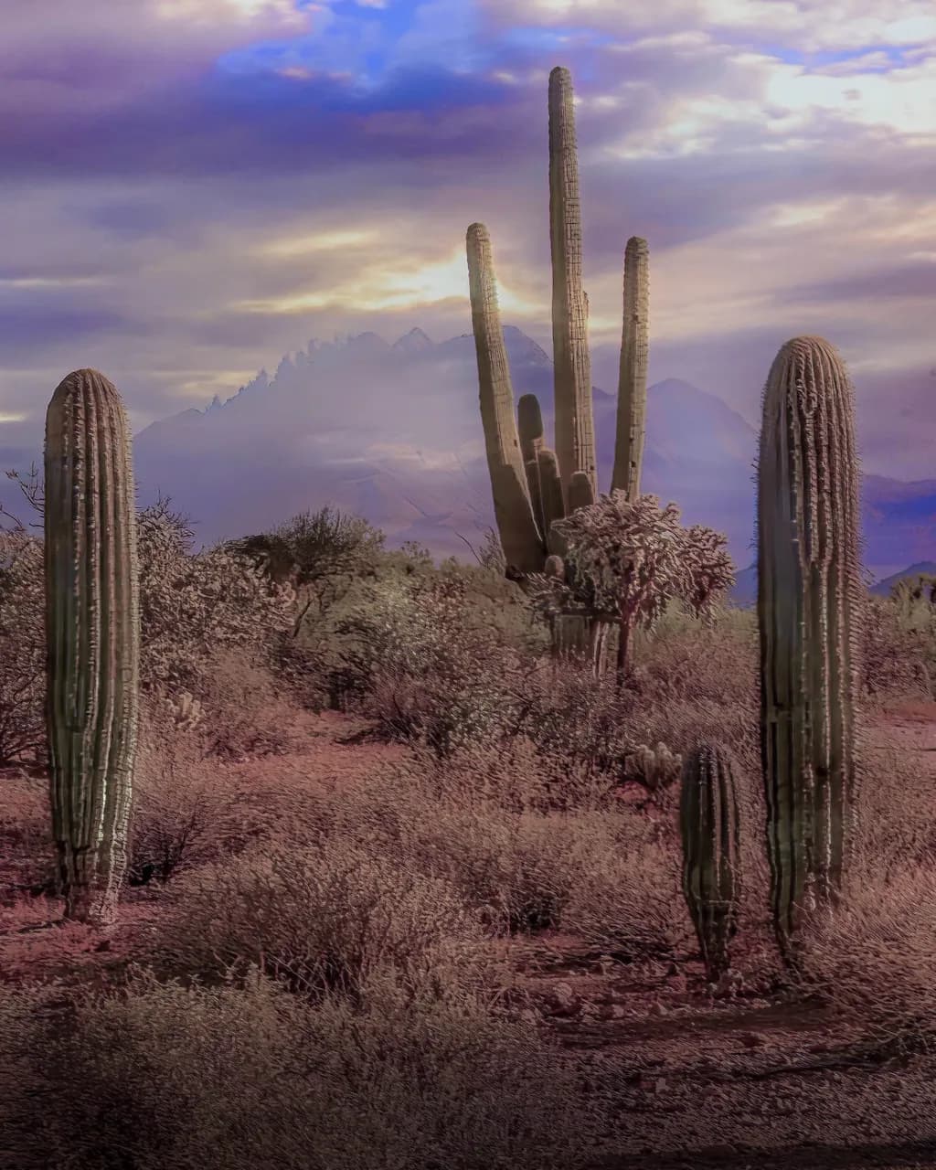 Cactus Country Light