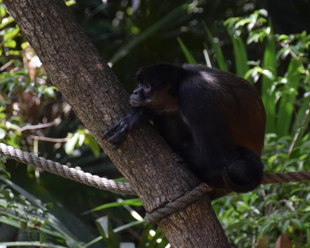 Jungle Rope Monkey