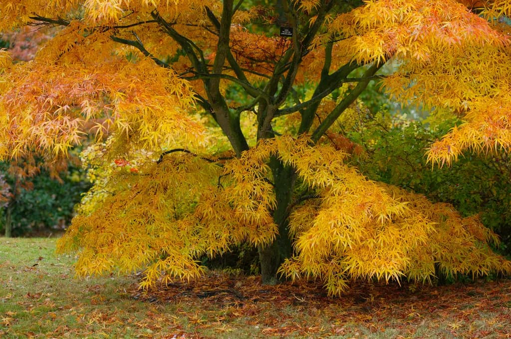 Acer Palmatum Glow