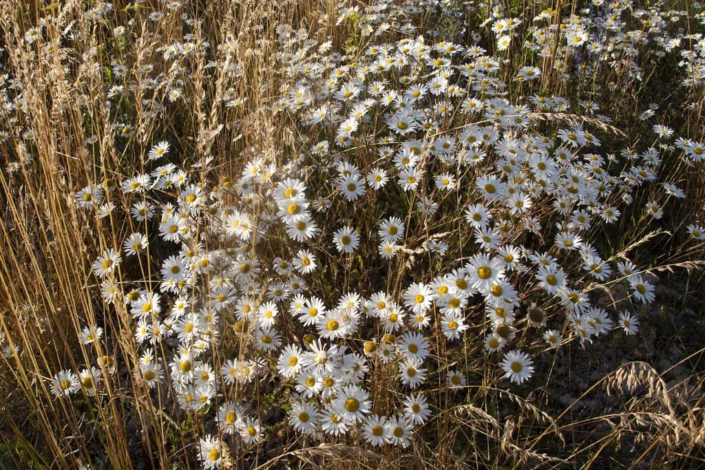 Field of Daisies