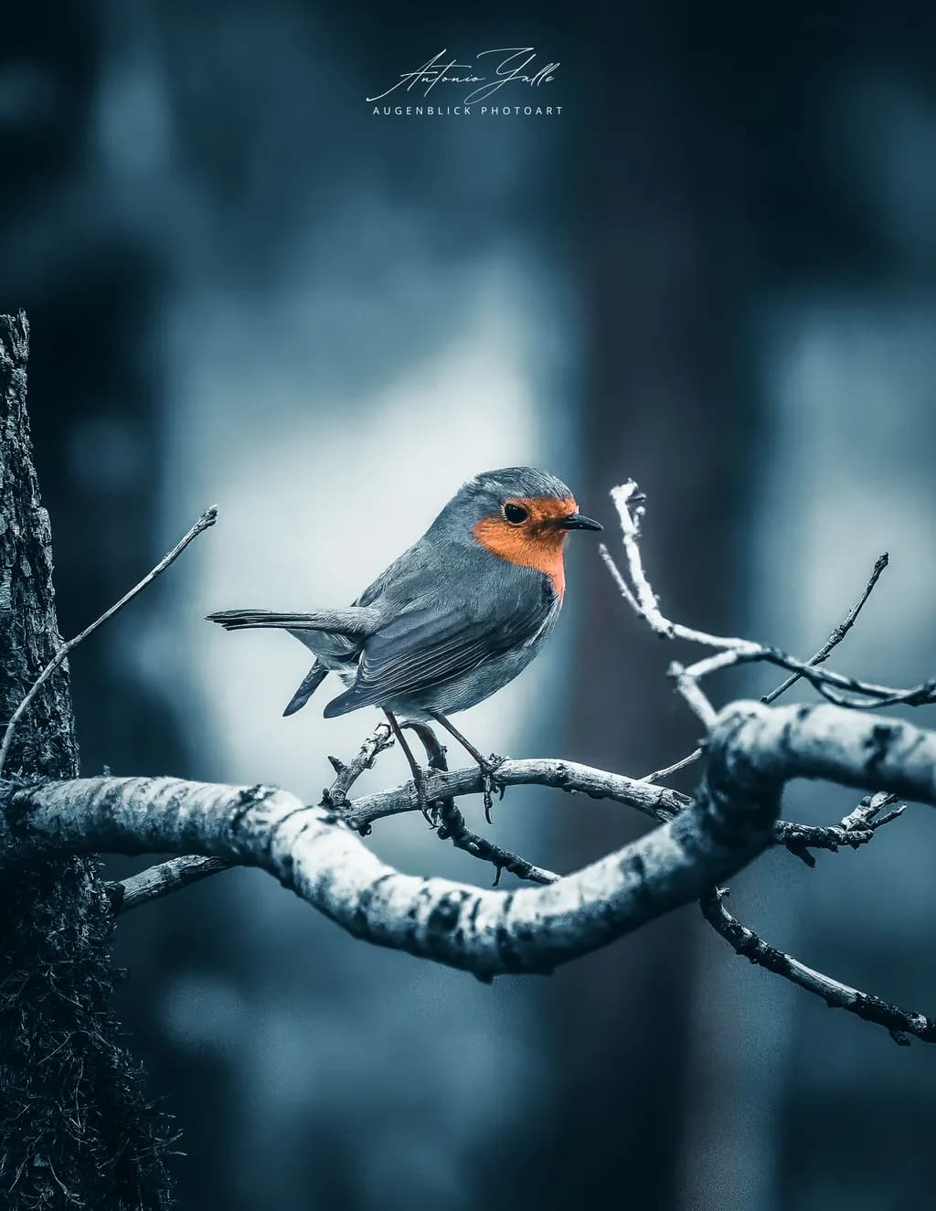Robin's Perch