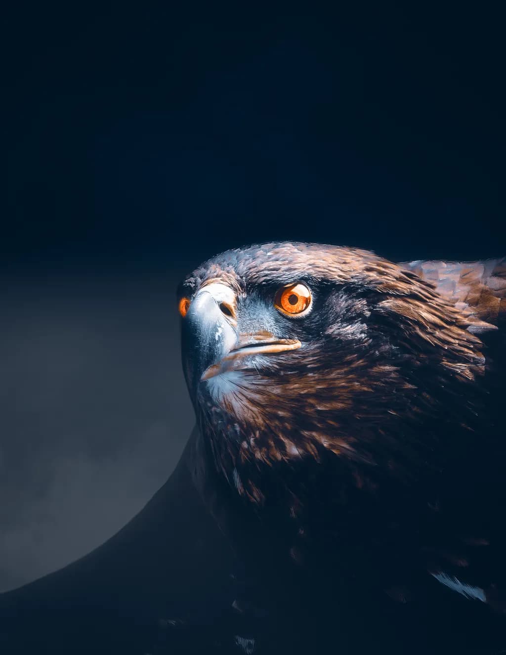 Amber Gaze