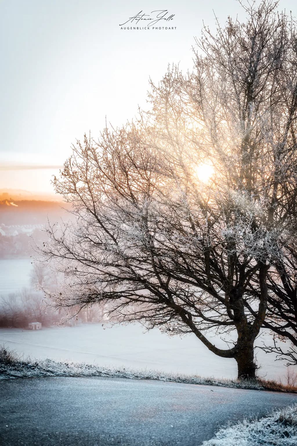 Frosted Dawn