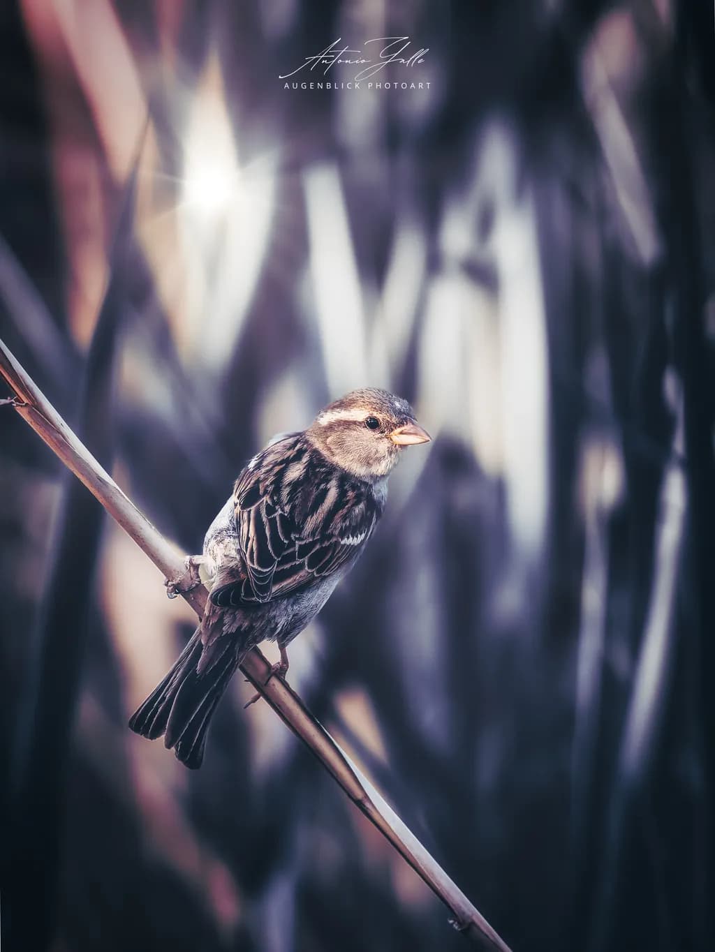 Silent Perch