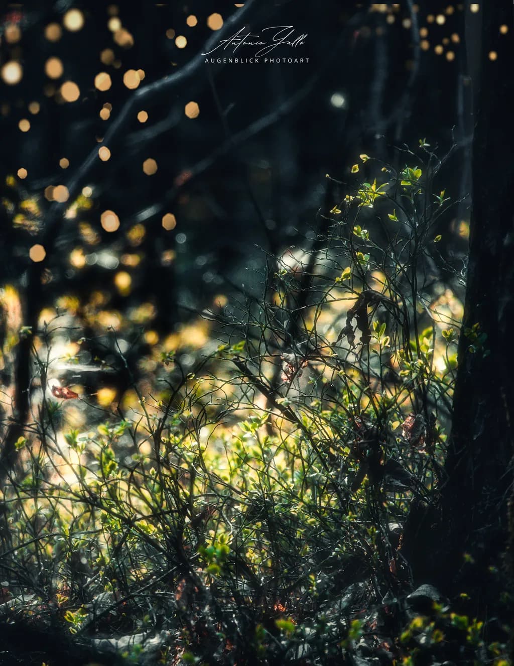 Glimmering Underbrush
